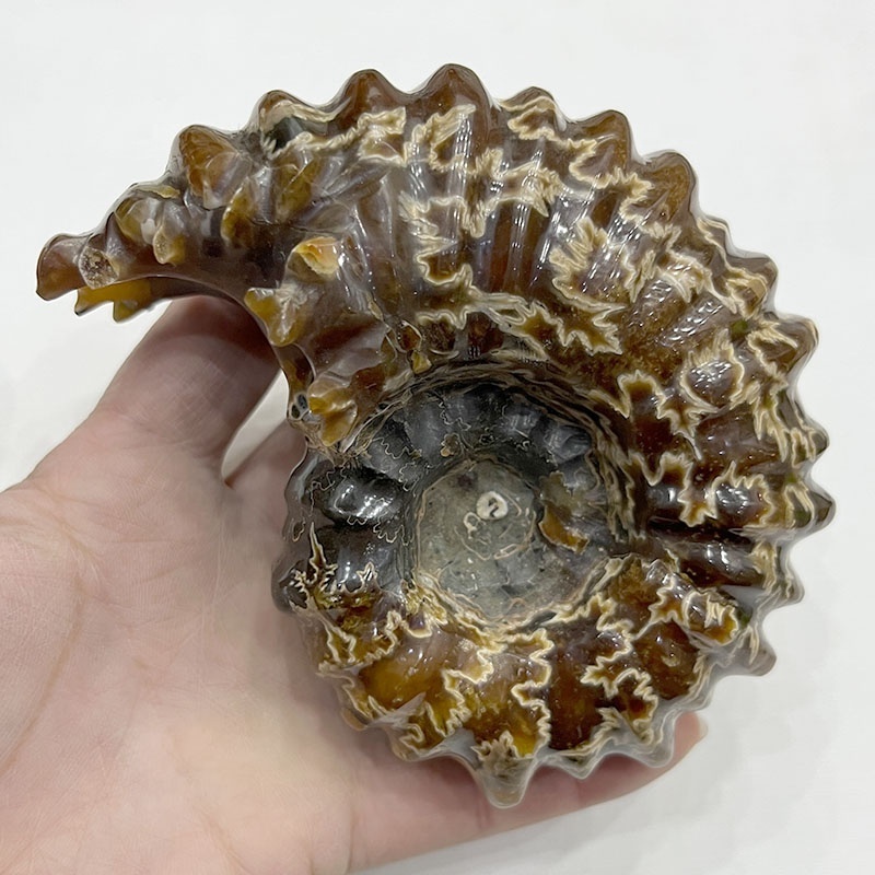 WholesaNatural Quartz fossil spiral shell Crystal Fossil Customized Conch Mineral Specimen Ammonite Fossil for household