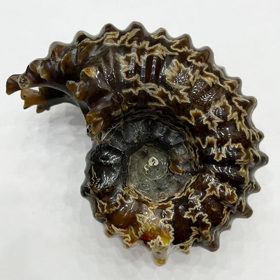 WholesaNatural Quartz fossil spiral shell Crystal Fossil Customized Conch Mineral Specimen Ammonite Fossil for household