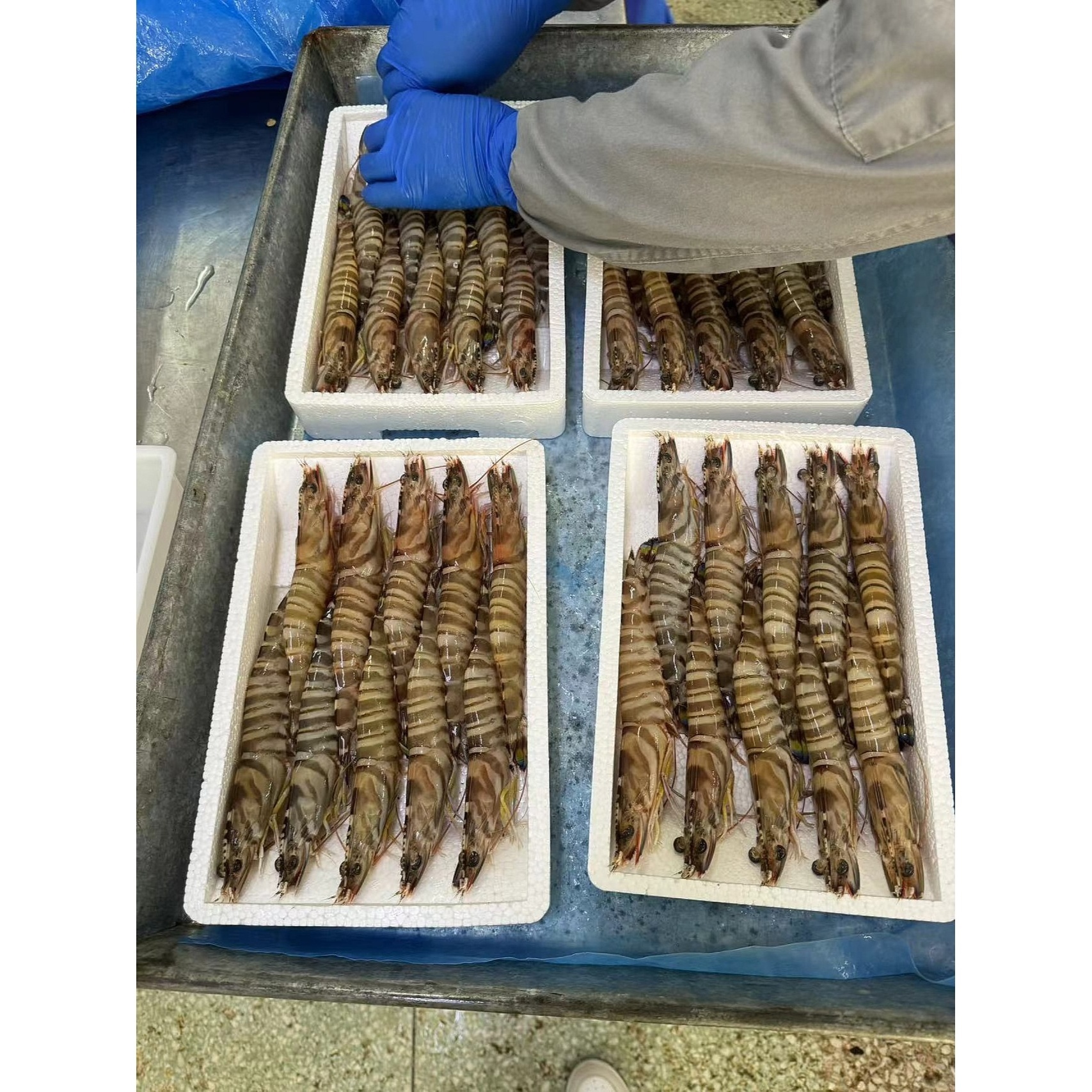 High Quality Frozen Natural Black Tiger Shrimp Frozen Shrimp For Market