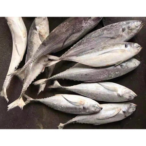 500-1500g Frozen Hard Tail Scad Frozen Seafood Fish