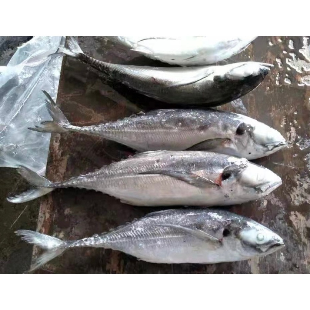 500-1500g Frozen Hard Tail Scad Frozen Seafood Fish