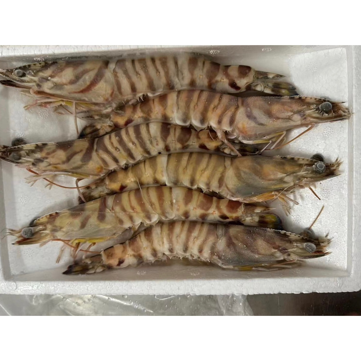 High Quality Frozen Natural Black Tiger Shrimp Frozen Shrimp For Market