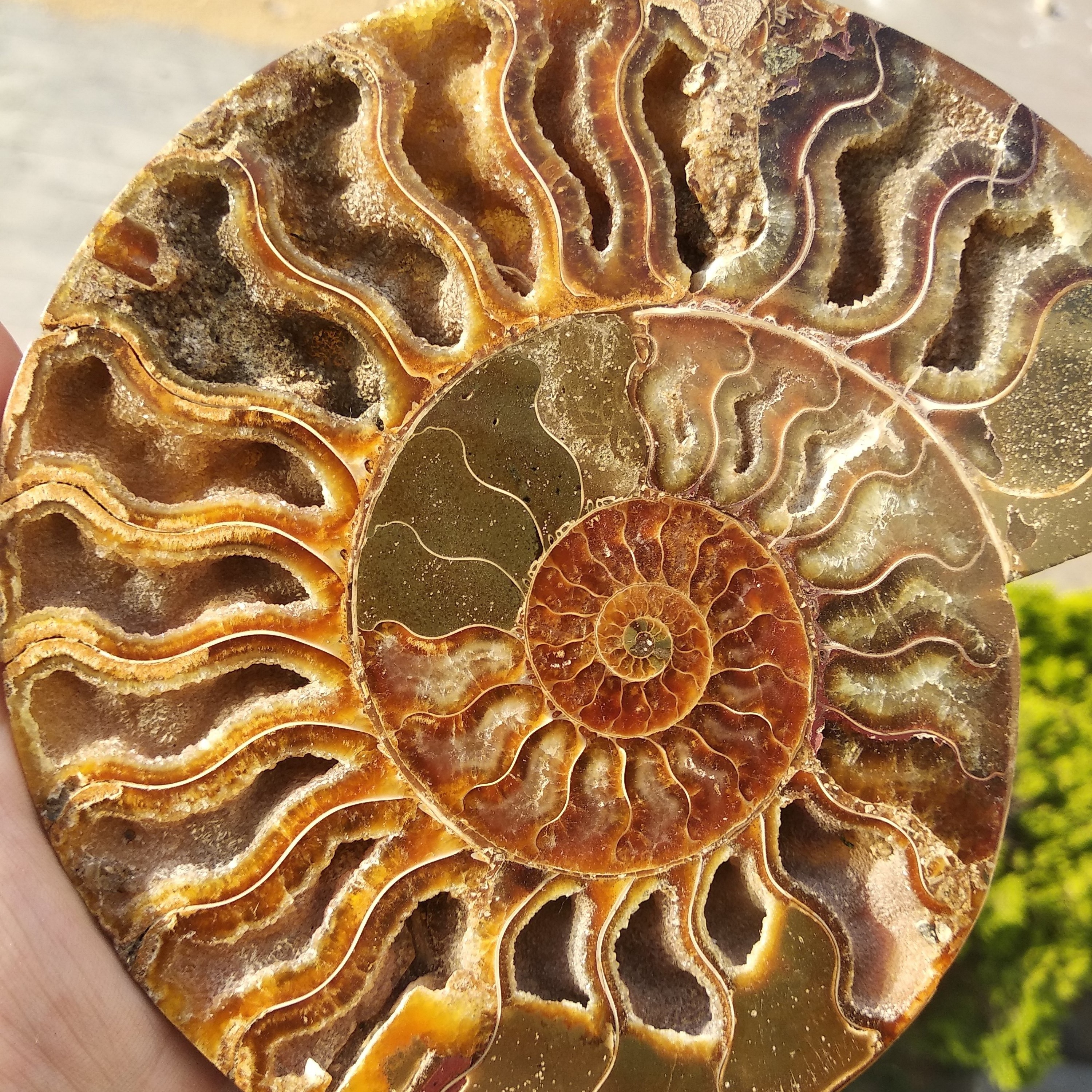 Wholesale natural ammonite slab madagascar fossils iridescent natural stones and minerals specimen for decoration