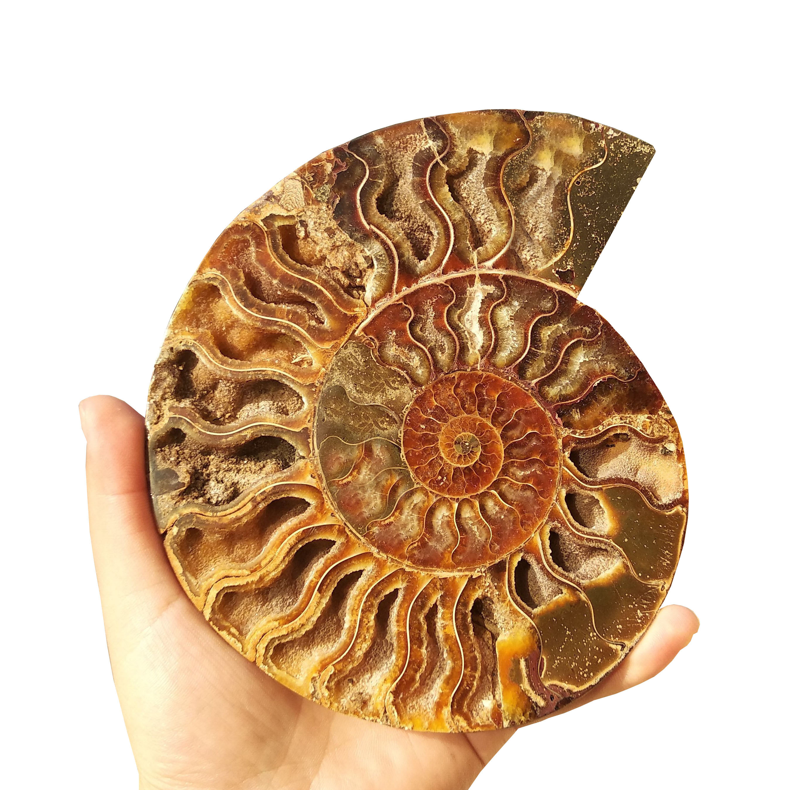 Wholesale natural ammonite slab madagascar fossils iridescent natural stones and minerals specimen for decoration