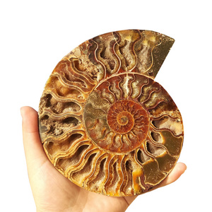 Wholesale natural ammonite slab madagascar fossils iridescent natural stones and minerals specimen for decoration