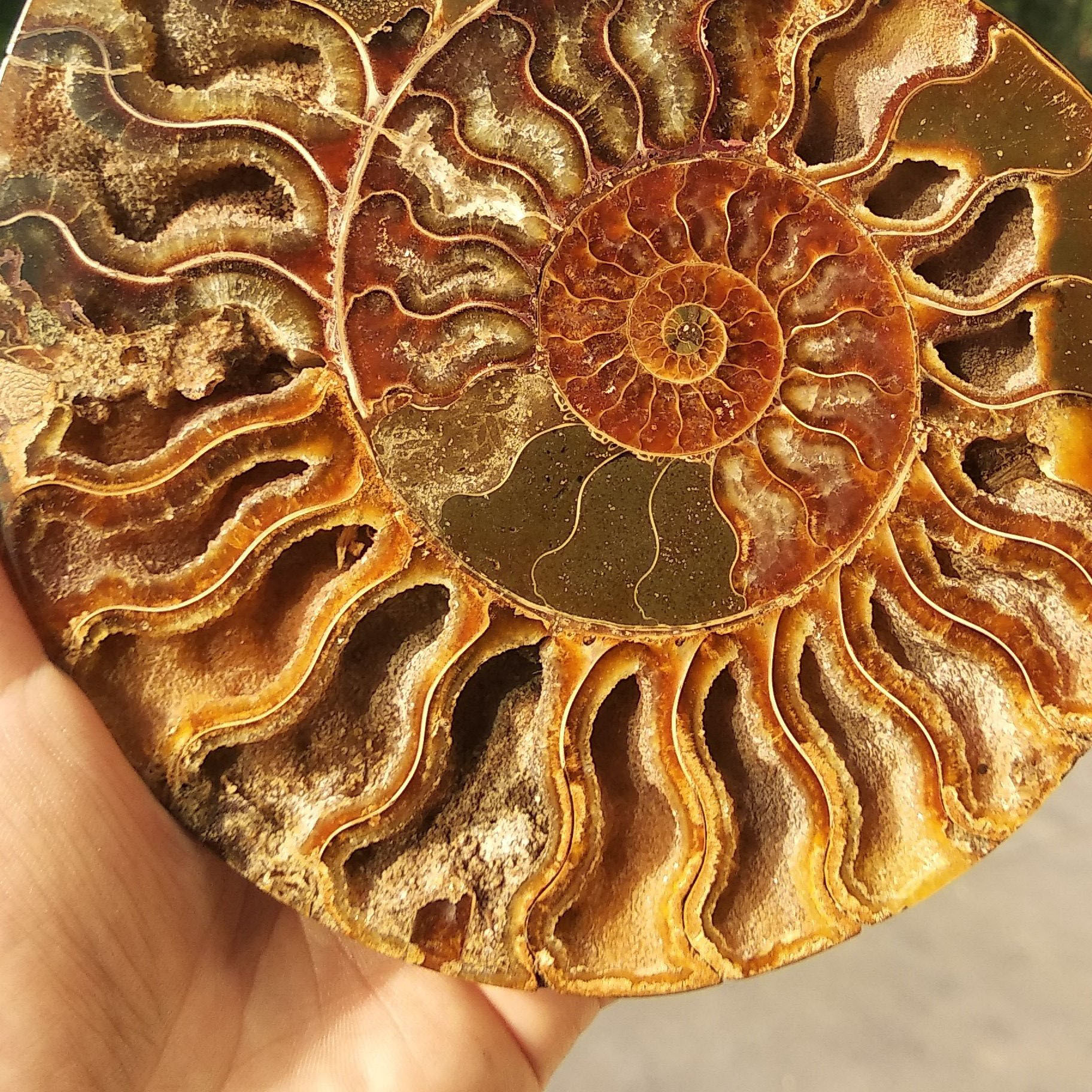 Wholesale natural ammonite slab madagascar fossils iridescent natural stones and minerals specimen for decoration