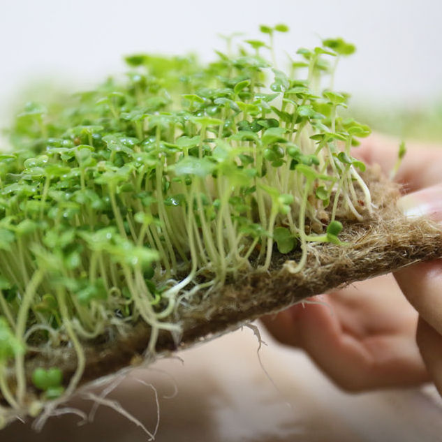 Coconut Coir Mats Compressed Coconut Fiber Sheets for Microgreens Growing Agriculture Farming House Gardening