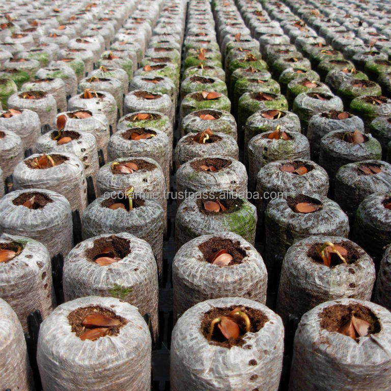 Hot selling from Vietnam coconut coir pellets coco peat plugs for growing seeds plants flowers DHT HANDICRAFT