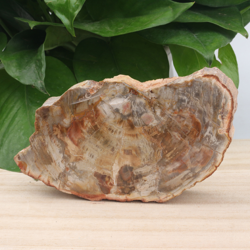 Petrified Wood Slab Wholesale Natural Gemstone Polished Wood Fossil Slice Piece