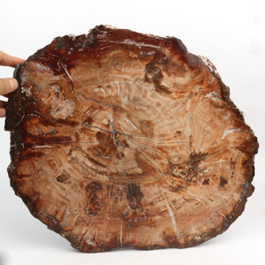 Petrified Wood Slab Wholesale Natural Gemstone Polished Wood Fossil Slice Piece