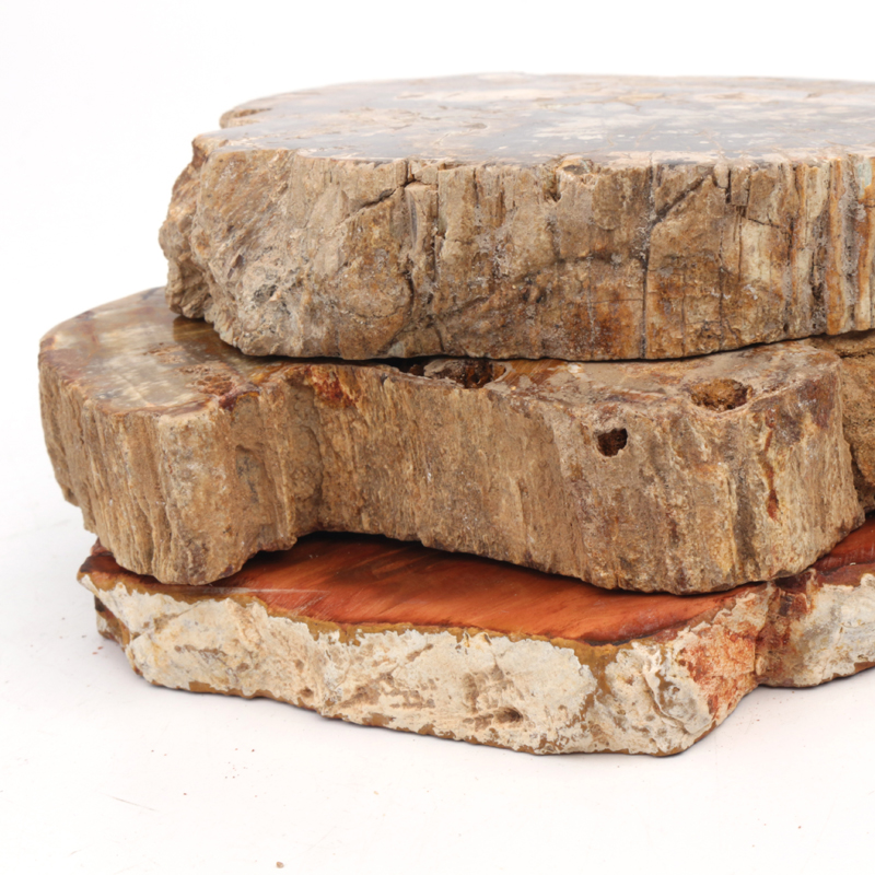 Petrified Wood Slab Wholesale Natural Gemstone Polished Wood Fossil Slice Piece