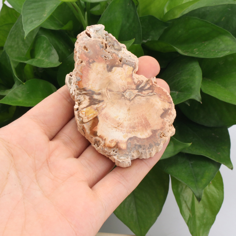 Petrified Wood Slab Wholesale Natural Gemstone Polished Wood Fossil Slice Piece