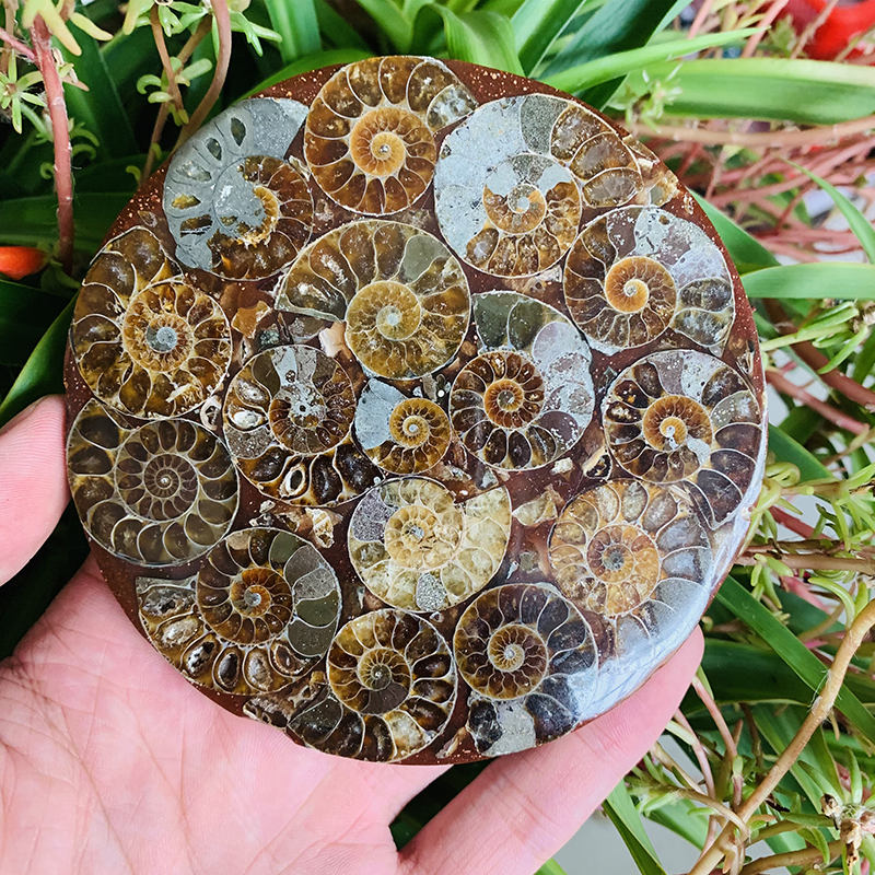 Wholesale price natural crystal decoration gift ammonite fossils coaster