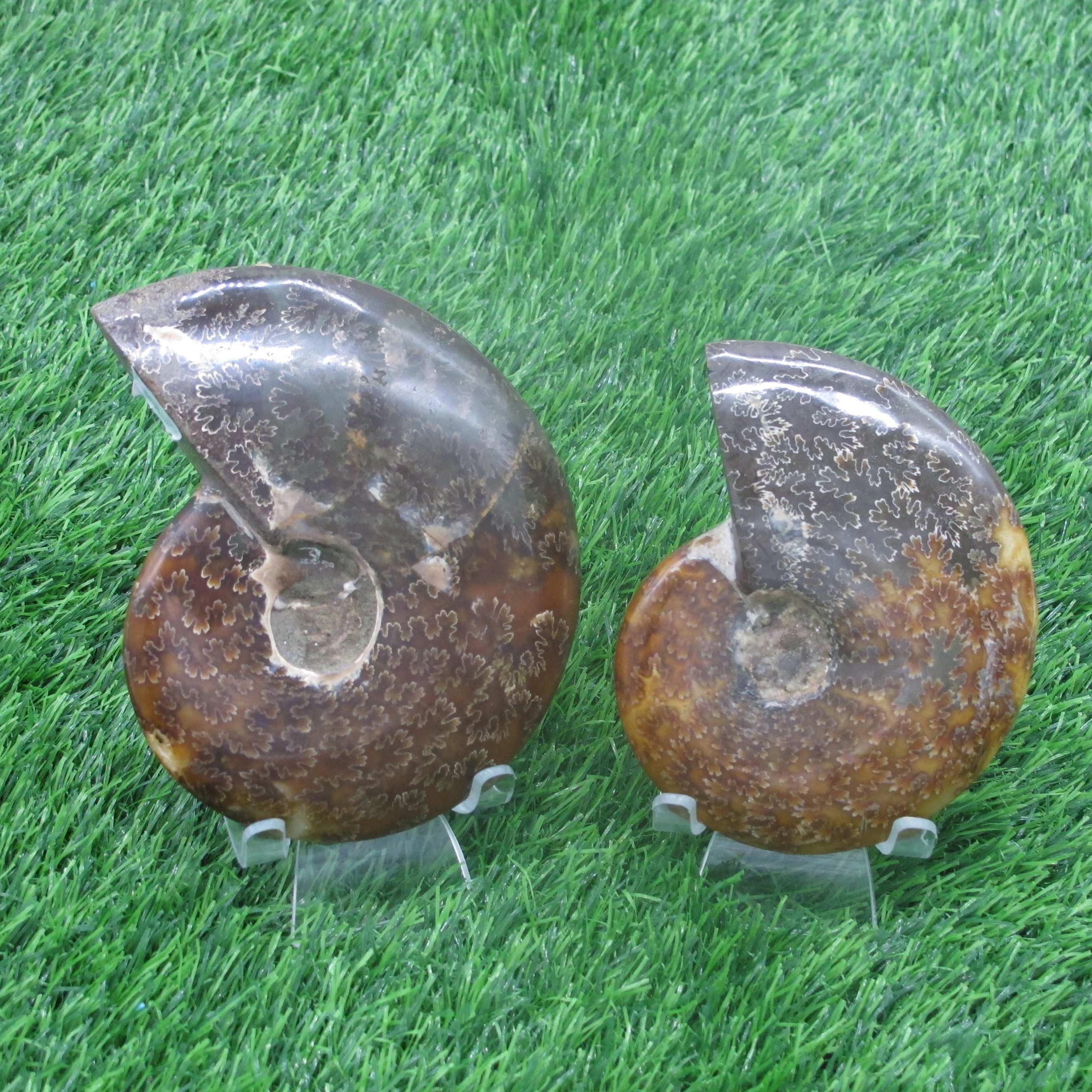 Crystal Conch Polished Pattern Middle Size Ammonite Fossil Crystal Specimen Love Natural Healing stones Customized Sizes