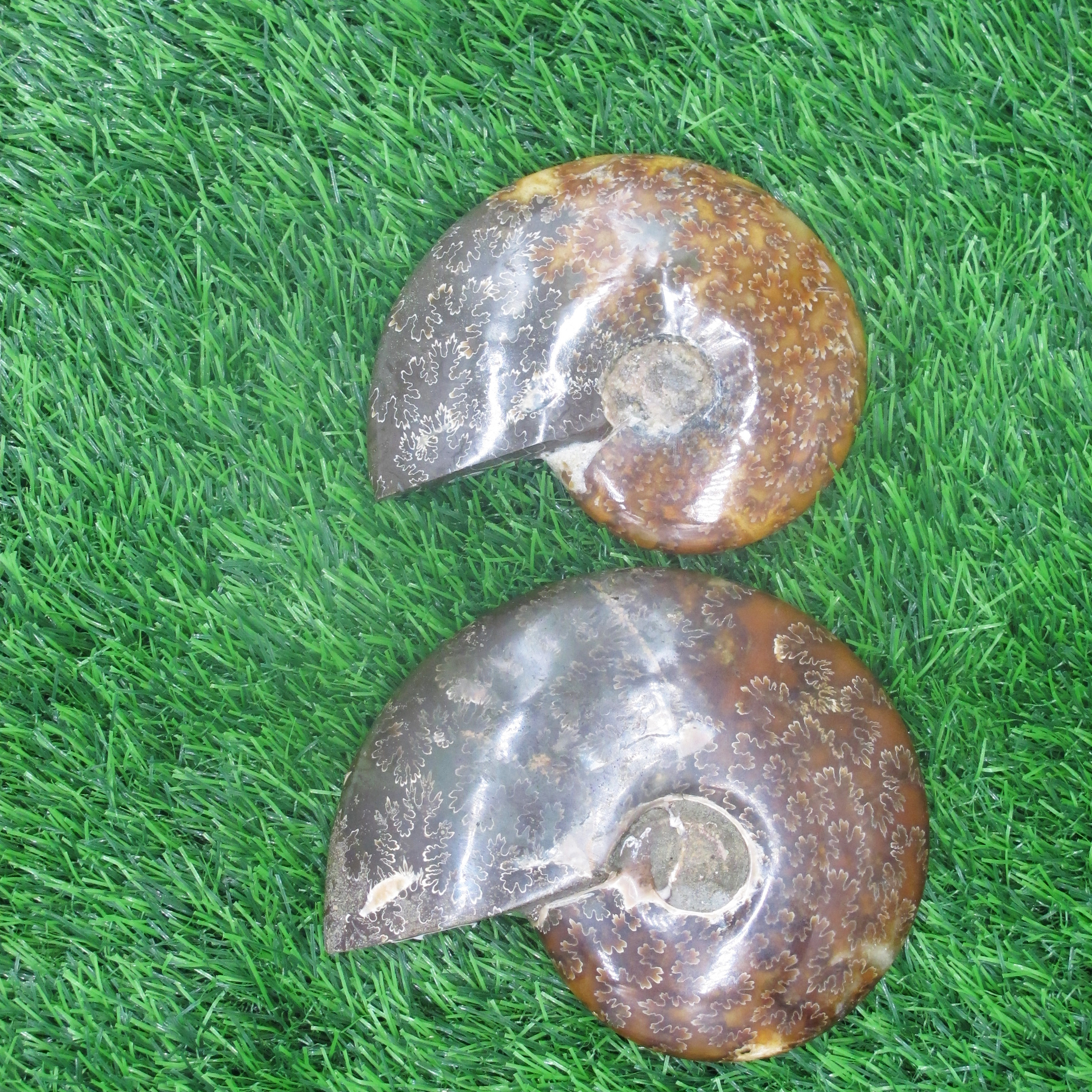 Crystal Conch Polished Pattern Middle Size Ammonite Fossil Crystal Specimen Love Natural Healing stones Customized Sizes