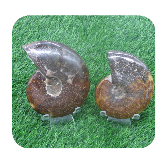 Crystal Conch Polished Pattern Middle Size Ammonite Fossil Crystal Specimen Love Natural Healing stones Customized Sizes