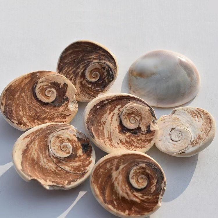 Wholesale Natural Rough Shell Fossil Ammonite Snail Fossil meditation spiritual products crystal crafts  ornaments