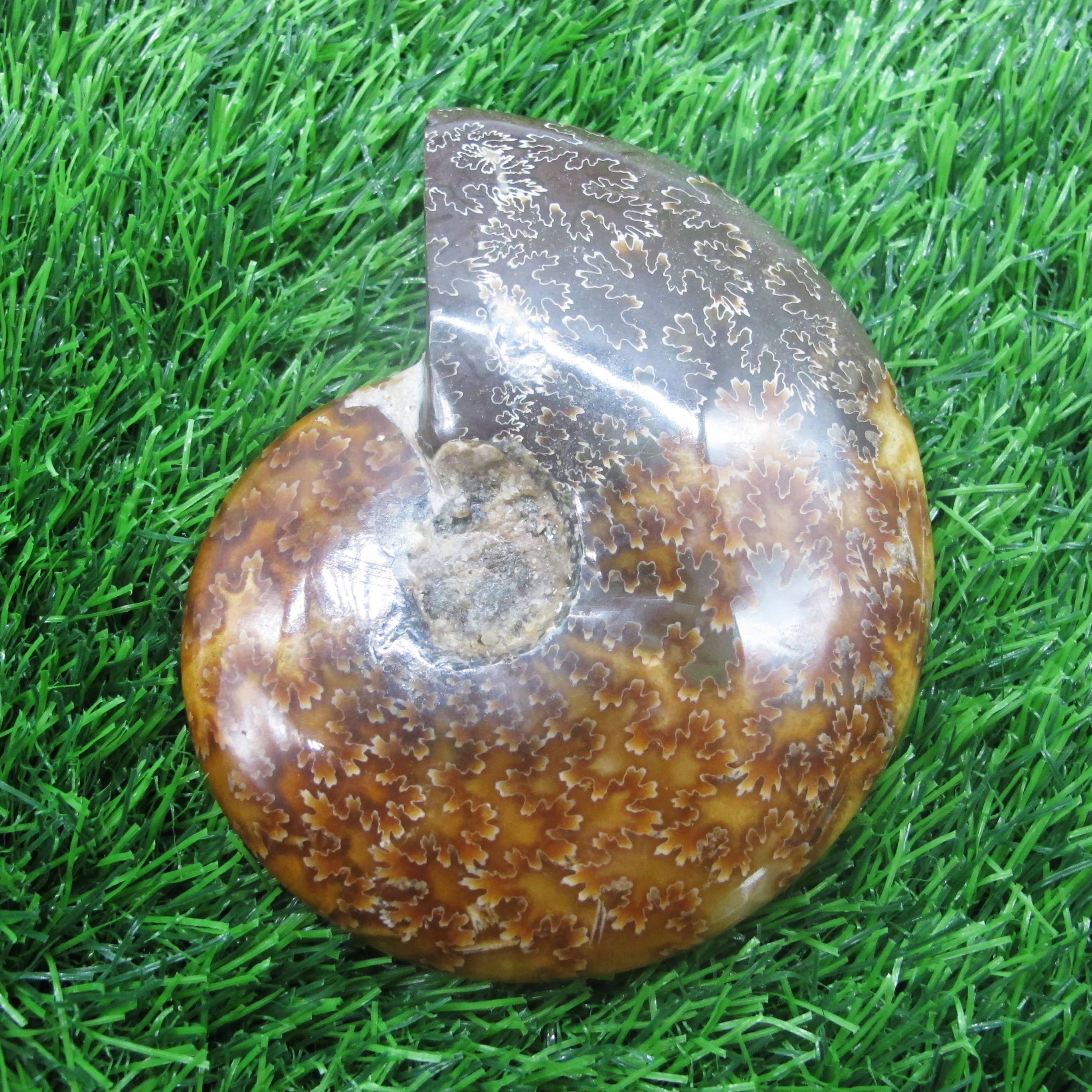 Crystal Conch Polished Pattern Middle Size Ammonite Fossil Crystal Specimen Love Natural Healing stones Customized Sizes