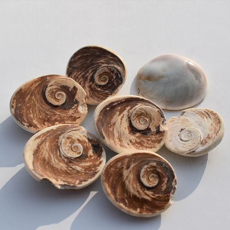 Wholesale Natural Rough Shell Fossil Ammonite Snail Fossil meditation spiritual products crystal crafts  ornaments