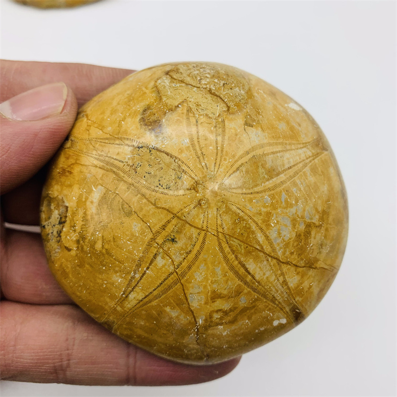 Wholesale Natural Crystal Rough Stone Ammonite Fossil Folk Crafts Starfish fossil For Gift