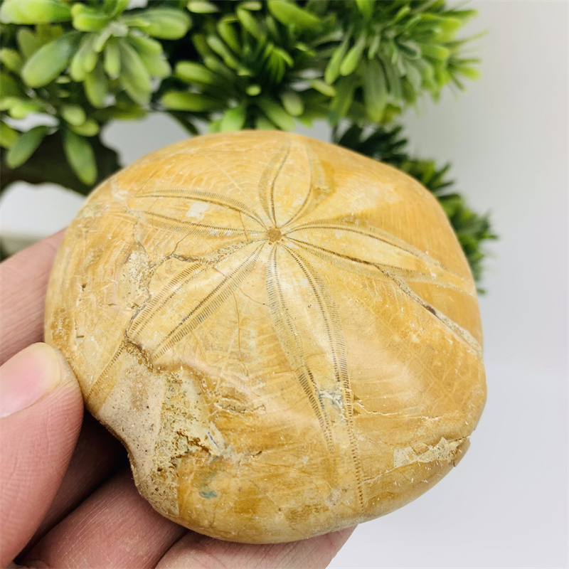 Wholesale Natural Crystal Rough Stone Ammonite Fossil Folk Crafts Starfish fossil For Gift