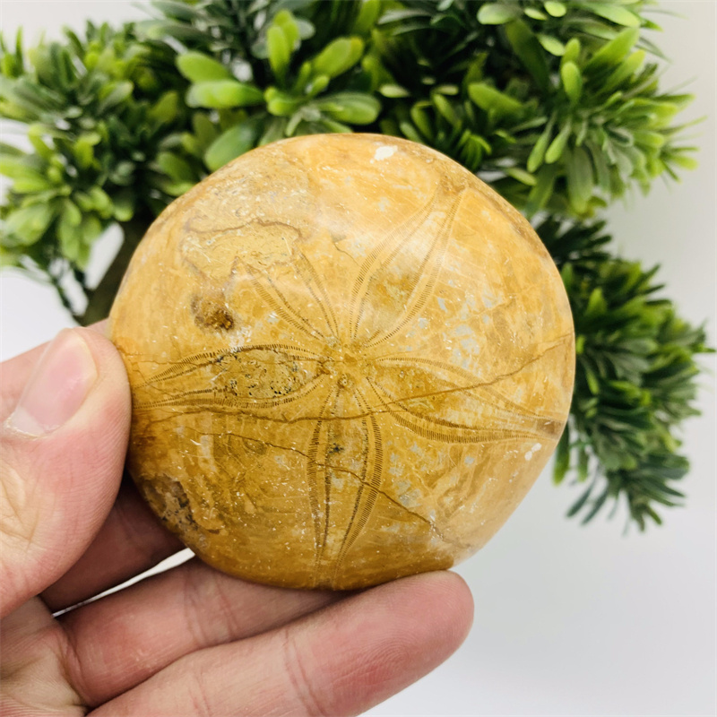 Wholesale Natural Crystal Rough Stone Ammonite Fossil Folk Crafts Starfish fossil For Gift