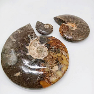 Hot Sale Madagascar Natural Ammonite Fossil Conch Crystal Specimen Shiny Snail Fossil