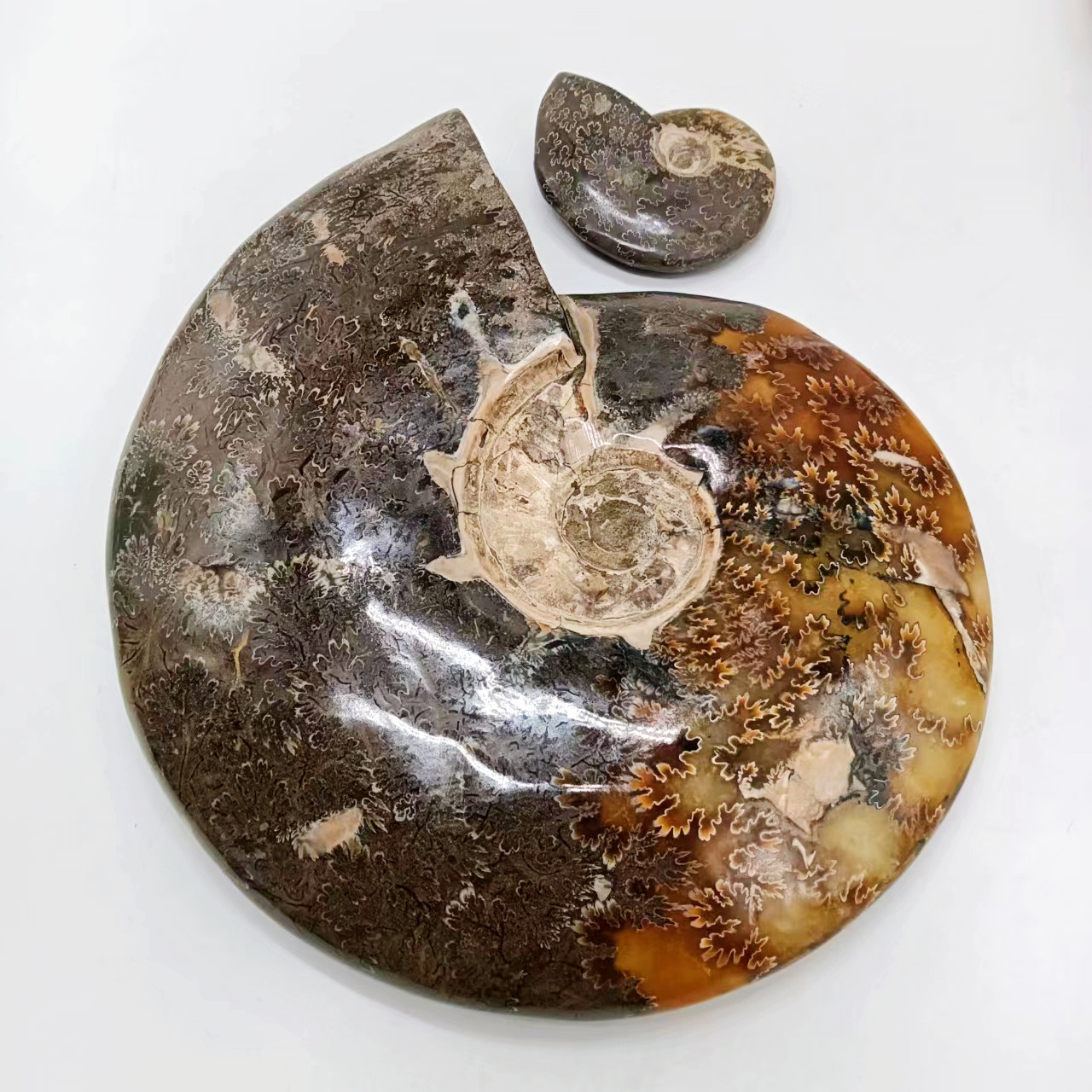 Hot Sale Madagascar Natural Ammonite Fossil Conch Crystal Specimen Shiny Snail Fossil