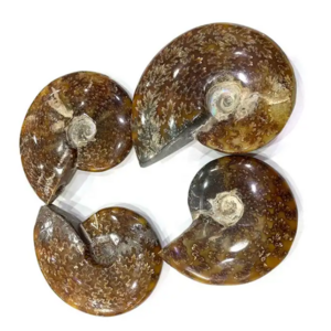 Wholesale Natural Rainbow Flash Conch Ammonite Fossil Specimen Fossil Madagascar ammonite