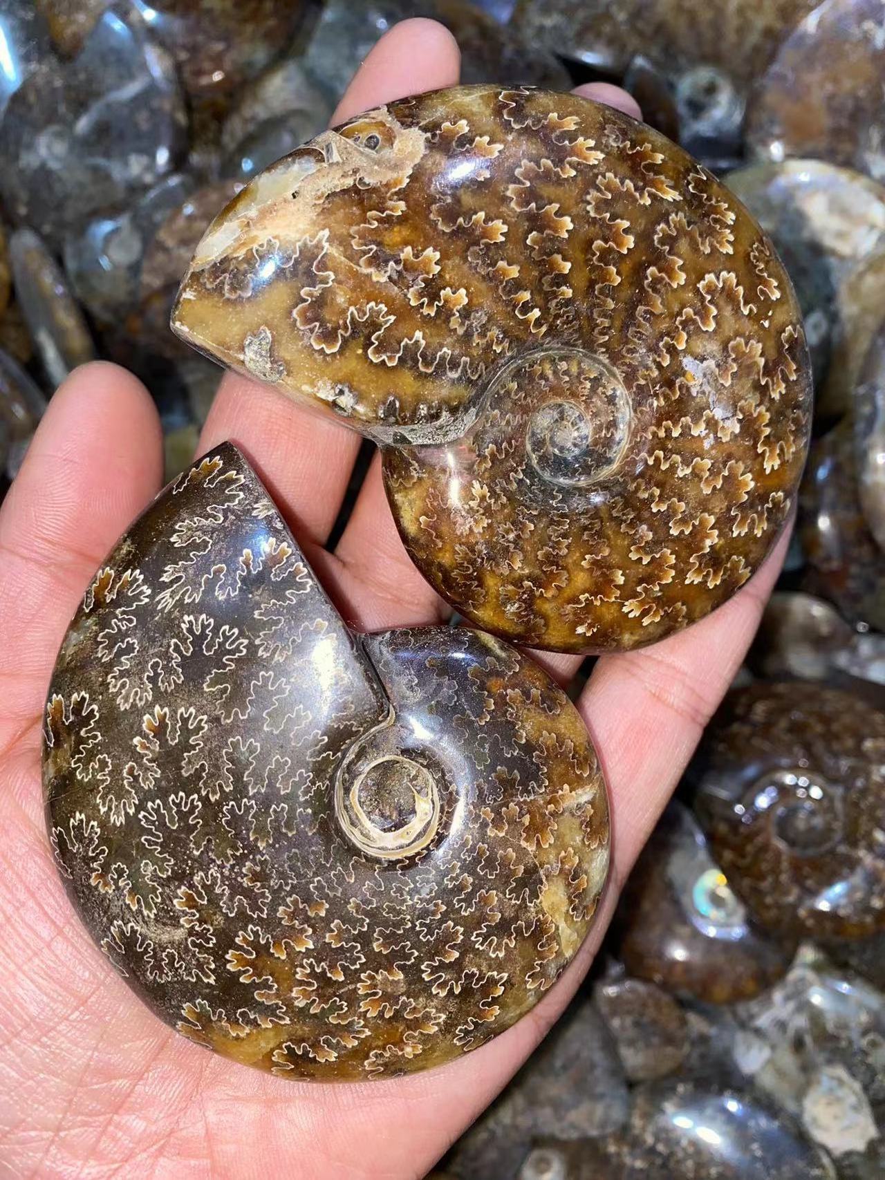 Wholesale Natural Rainbow Flash Conch Ammonite Fossil Specimen Fossil Madagascar ammonite