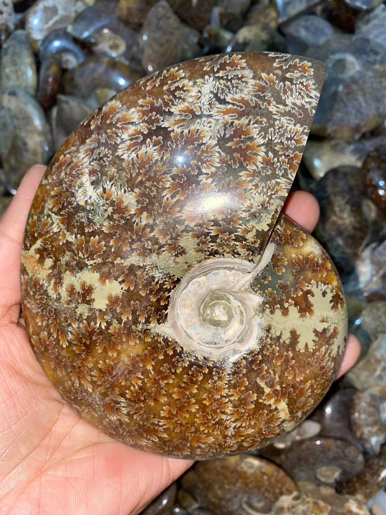 Wholesale Natural Rainbow Flash Conch Ammonite Fossil Specimen Fossil Madagascar ammonite