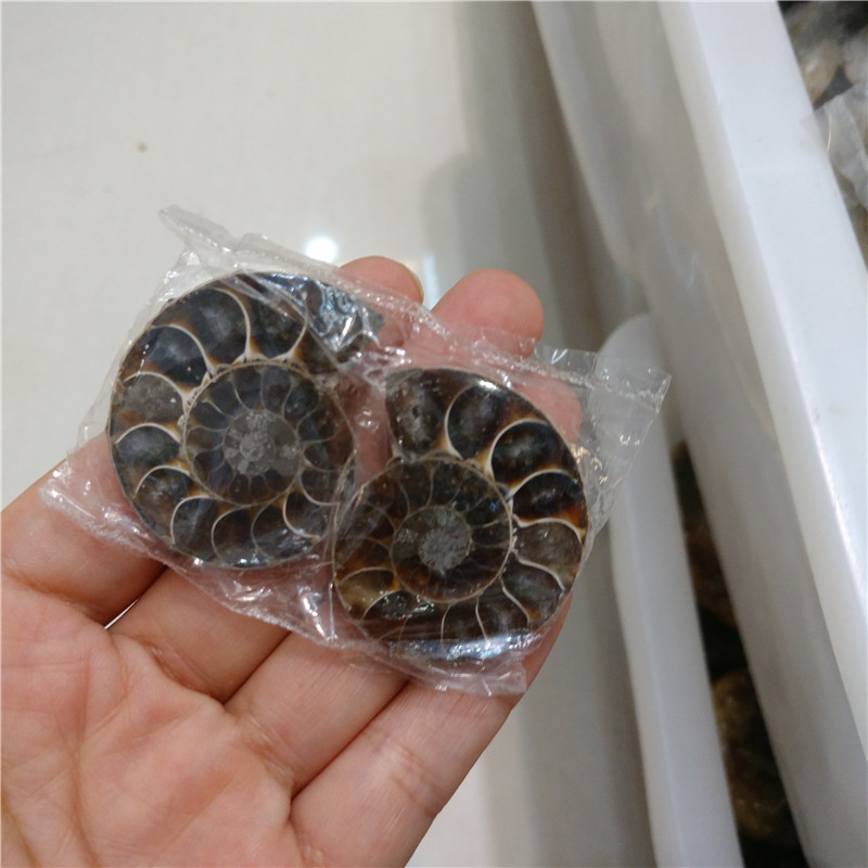 Natural jade snail small ammonite pair fossil