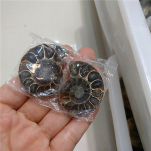 Natural jade snail small ammonite pair fossil