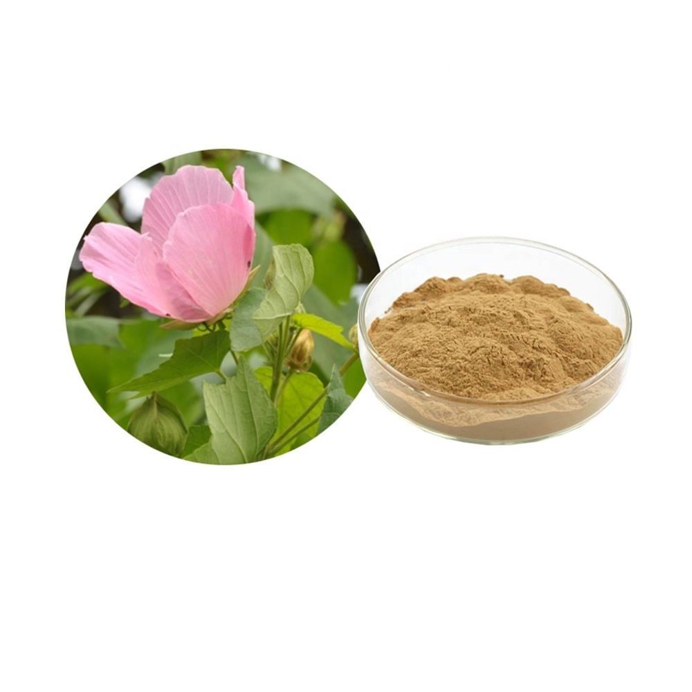 Folium Hibiscus Mutabilis Extract Powder 20:1 Coffonrose Hibiscus Leaf Extract Hibiscus mutabitis L.Extract