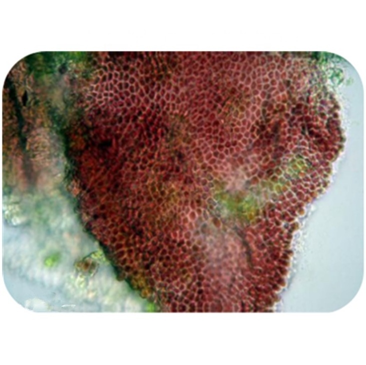 Pure Bulk Red Algae Astaxanthin Extract Powder with Best Price