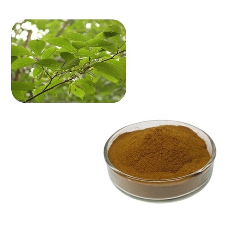 Pure Eucommia Ulmoides Leaf Bark Extract 25% Chlorogenic Acid