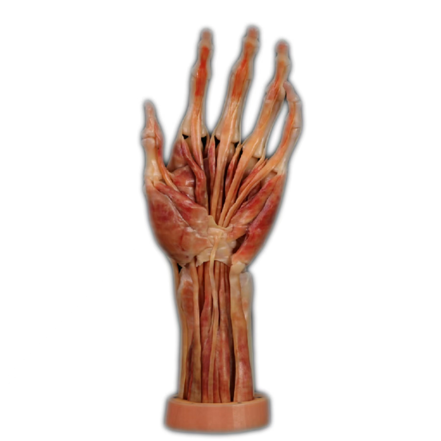 Human Hand Muscles Model Anatomical Teaching Anatomy Model for Medical School Teaching