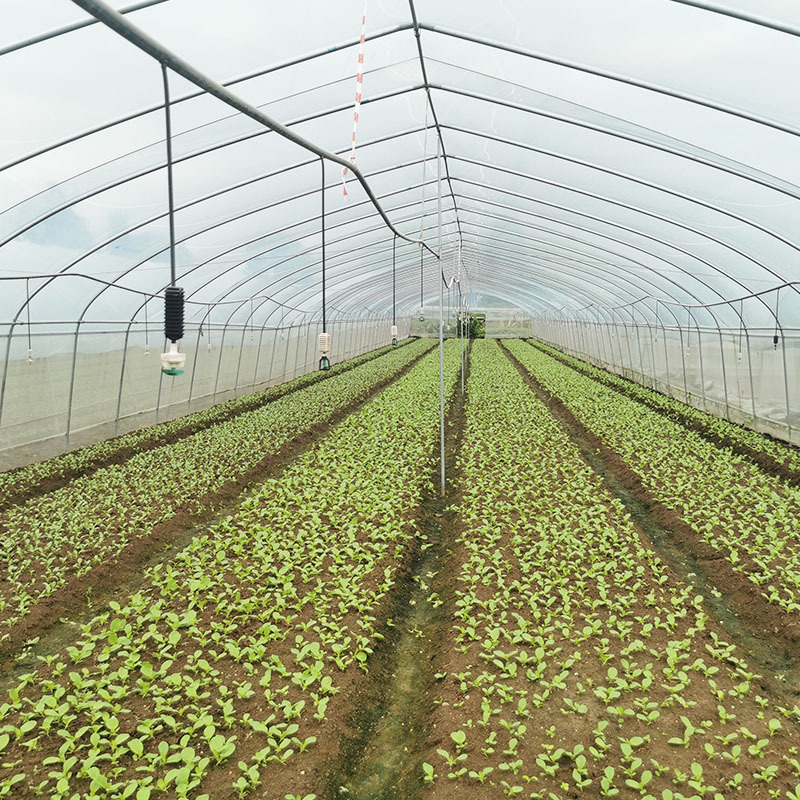 Single Span Polytunnel Greenhouse Agriculture Invernadero Chinese Invernadero Green House Structures Used For Sale