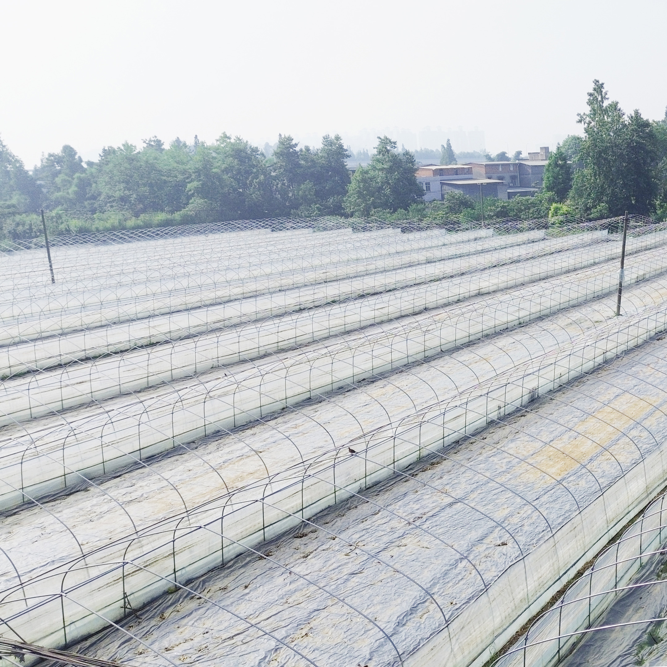 Single Span Polytunnel Greenhouse Agriculture Invernadero Chinese Invernadero Green House Structures Used For Sale