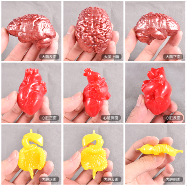 DLW126 Human organs Candle mold brain large intestine heart silicone molds made with epoxy resin