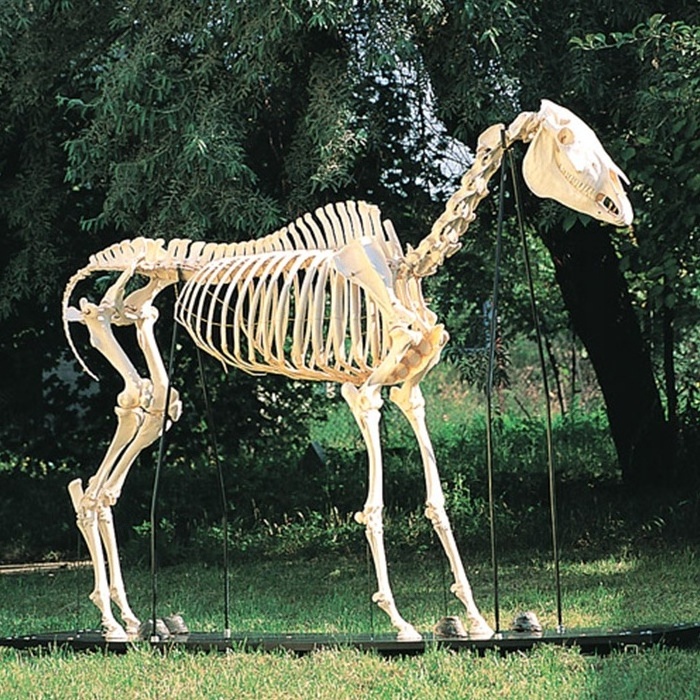 Science exhibit life size horse skeleton model for sale