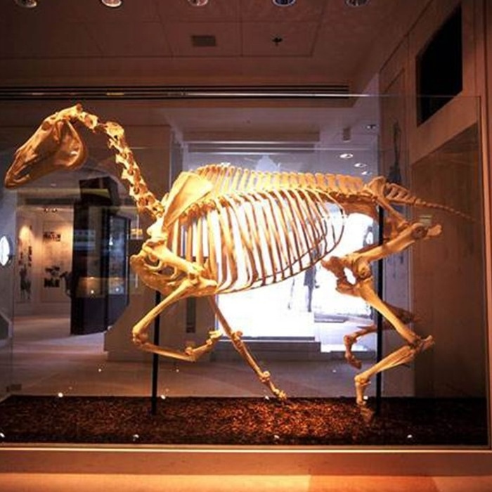 Science exhibit life size horse skeleton model for sale