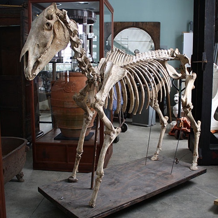 Science exhibit life size horse skeleton model for sale