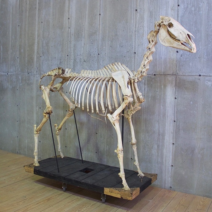 Science exhibit life size horse skeleton model for sale