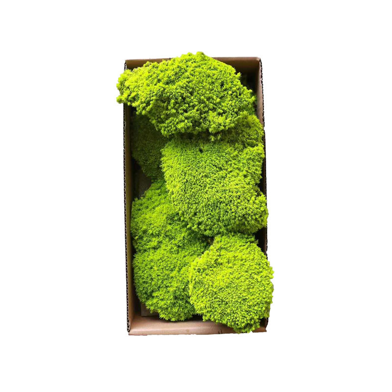 artificial mini scandia marimo moss ball picture wall pole panels