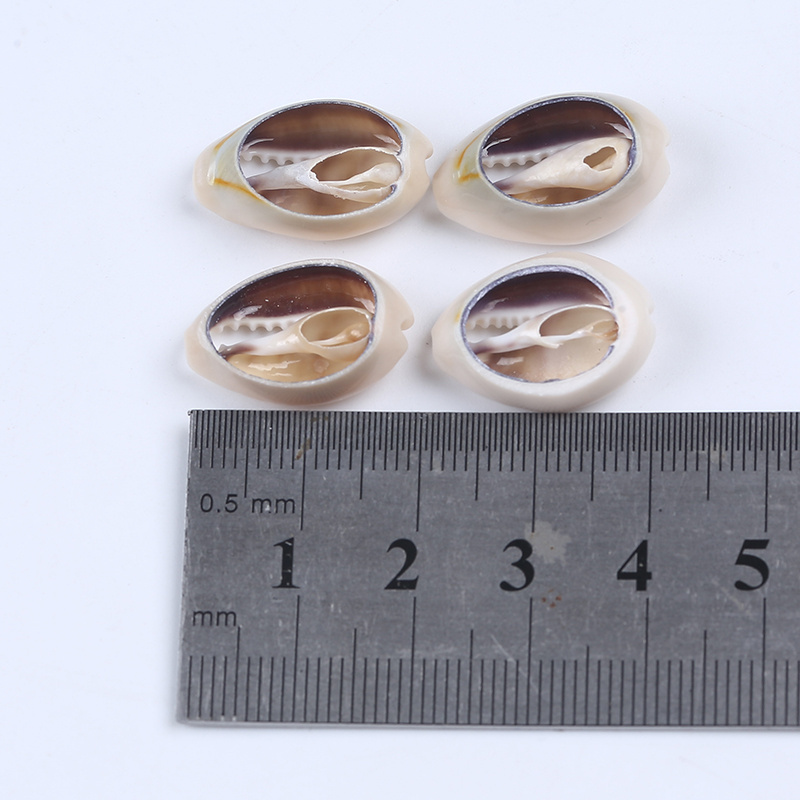 Natural Craft Half Cut Split Sea Shell Cowrie Shell Decor Seashell Conch Shell