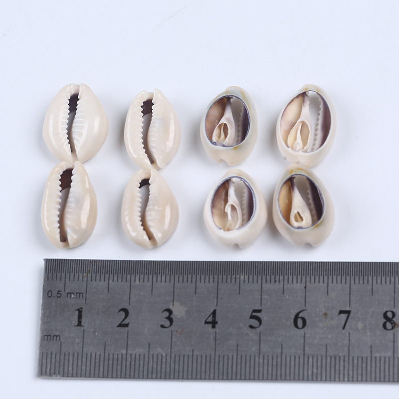 Natural Craft Half Cut Split Sea Shell Cowrie Shell Decor Seashell Conch Shell