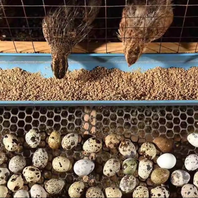 Fresh Quail Eggs & Emu Egg For Sale