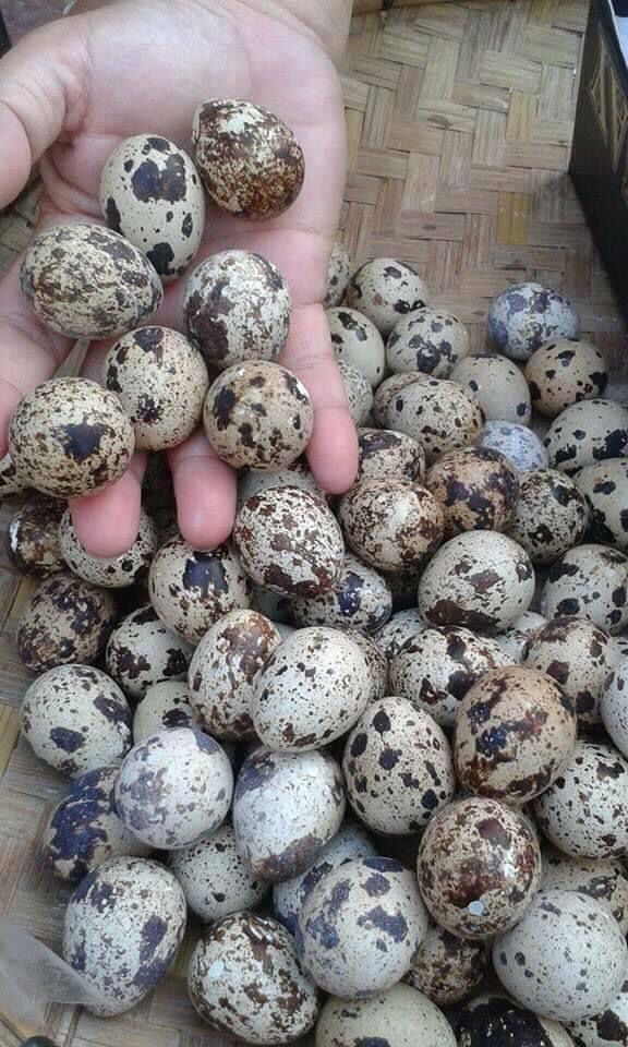 Fresh Quail Eggs & Emu Egg For Sale