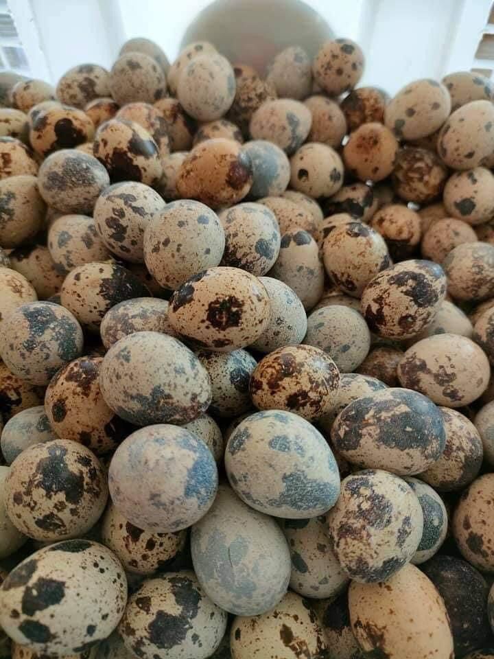 Fresh Quail Eggs & Emu Egg For Sale